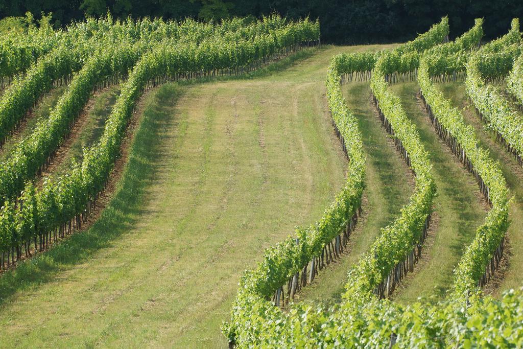 Winzerzimmer - Weingut Tinhof Eisenstadt Esterno foto