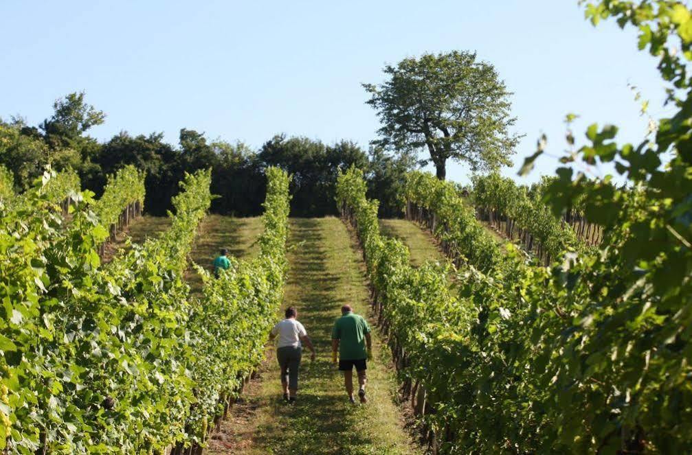 Winzerzimmer - Weingut Tinhof Eisenstadt Esterno foto